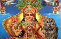 Owl the ride of Lakshmi Maa: माता लक्ष्मी ने क्यों बनाया उल्लू पक्षी को अपनी वाहन? जानें पौराणिक कहानी