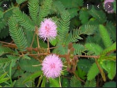 Shami Plant: क्यों करते हैं शमी वृक्ष की पूजा, जानें इसका धार्मिक महत्व और पूजा विधि