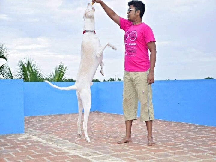 Poligar, Rajapalayam Dog Difference: 'இராஜபாளையமும் poligar ஹவுண்ட்களும்’  நாய் இனங்களின் உண்மை கதை..!