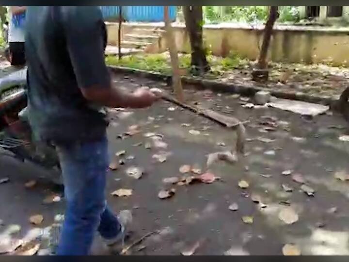 या चौकीतून बीएमसीचे  कामगार पाईपलाईनची देखभाल करतात. मात्र रविवारी दुपारच्या  सुमारास अचानक चौकीतील कामगार फिटर गणेश चौधरी यांना लांबलचक कोब्रा घुसताना दिसला.