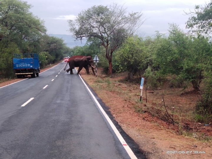 ஆப்ரேஷன் பாகுபலி' - வனத்துறை வியூகங்களை தவிடுபொடியாக்கும் காட்டு யானை!