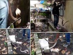 In Pics : भिवंडीत पाणीपुरवठा चौकीत साडेपाच फुटी कोब्रा घुसल्याने कामगाराची पळापळ!