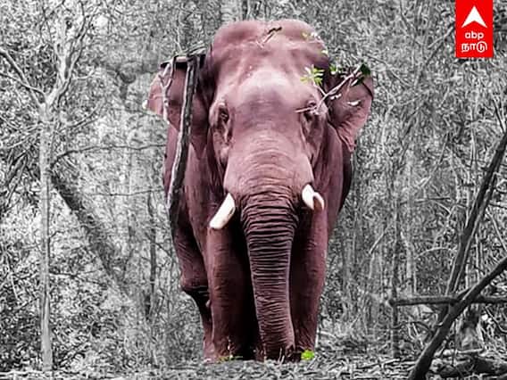 Bahubali elephant : ’ஆபரேஷன் பாகுபலி’ - கோவை வனத்துறையின் ஸ்கெட்ச்..