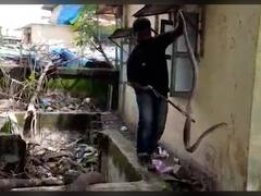 In Pics : भिवंडीत पाणीपुरवठा चौकीत साडेपाच फुटी कोब्रा घुसल्याने कामगाराची पळापळ!