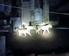 Amreli : એકલા રહેતા મહિલાના ઘરમાં 3 સિંહબાળે 20 મિનિટ સુધી નાંખ્યા ધામા, વીડિયો વાયરલ