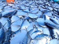 மயிலாடுதுறை: தடைக்கு பின்பு மீண்ட வாழ்வு : அதிகளவு மீன்கள் கிடைத்ததால் மீனவர்கள் மகிழ்ச்சி..!