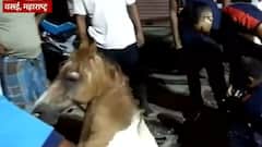 Caught on camera: Horse falls in an open gutter; rescued later