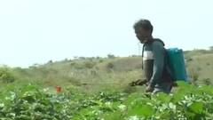 વરસાદ લંબાતા બોટાદના ખેડૂતો ચિંતિત, વાવેતર કર્યા બાદ નથી પડ્યો વરસાદ