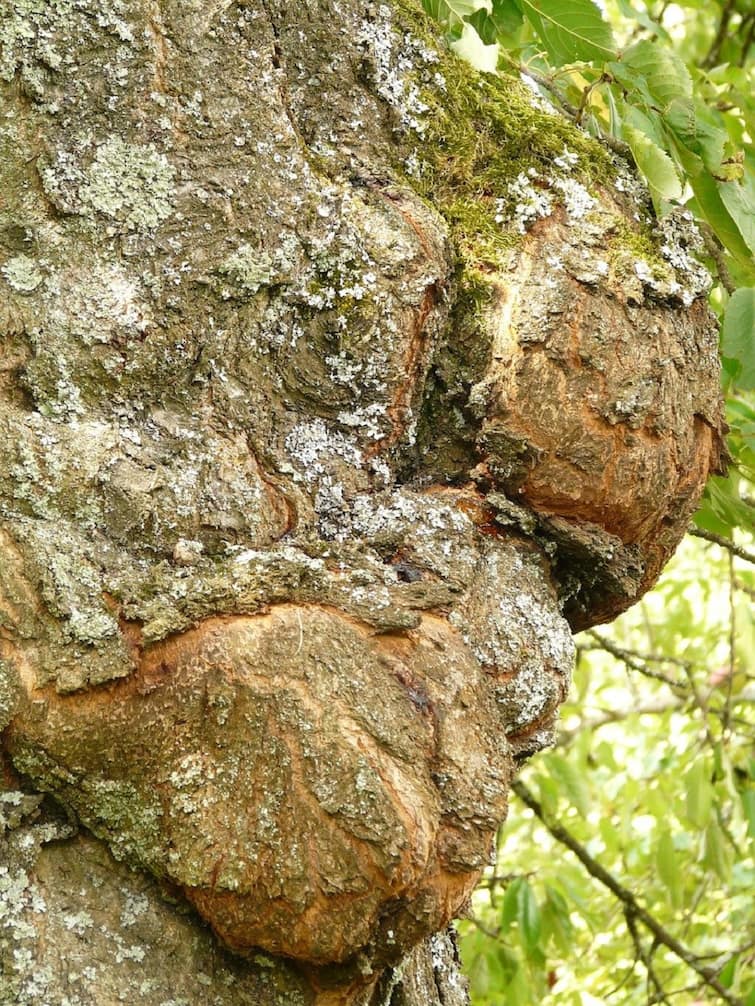 Cytalydium dimitiam Bacteria causing death of Several Tress in Burdwan Can attack humans Cytalydium dimitiam: বর্ধমানে একের পর এক শিরিষ গাছে থাবা বসাচ্ছে 'ডাইব্যাক', মানবদেহেও ছত্রাক ছড়িয়ে পড়ার আশঙ্কা উদ্ভিদ বিশেষজ্ঞদের