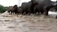 Rajkot: ભારે વરસાદને કારણે જિલ્લાના ગ્રામ્ય વિસ્તારોમાં છલકાયા નદી નાળા, જુઓ વીડિયો