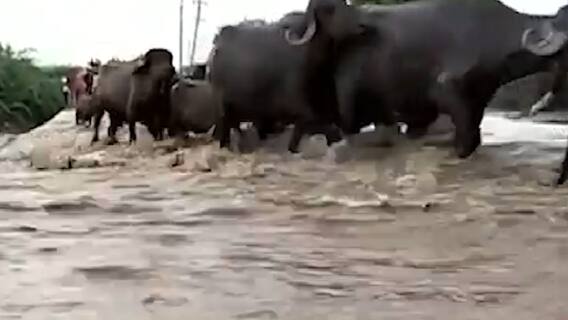 Rajkot: ભારે વરસાદને કારણે જિલ્લાના ગ્રામ્ય વિસ્તારોમાં છલકાયા નદી નાળા, જુઓ વીડિયો