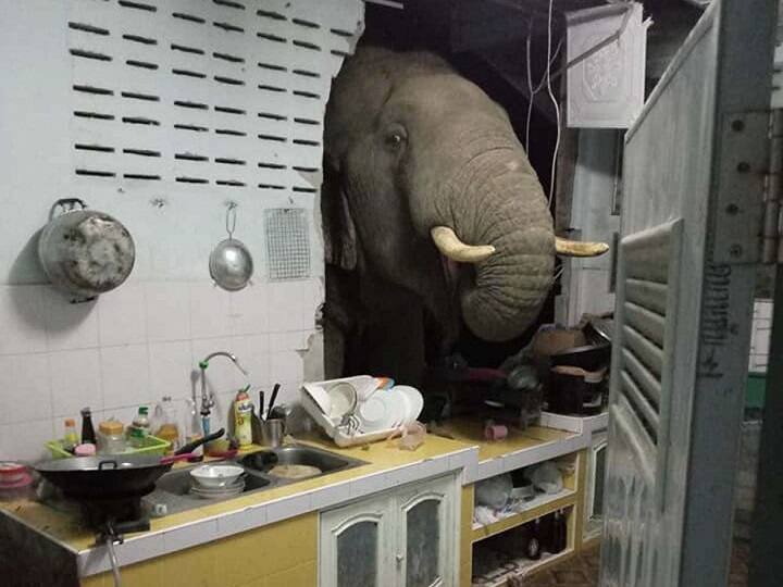 Elephant crashes through kitchen wall to look for food. Video from Thailand goes viral ”தனியொரு யானைக்கு உணவு இல்லையெனில்..” : சுவரை உடைத்து அதகளம் பண்ணிய குட்டியானை..!