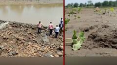 बुलढाण्यातील पाझर तलाव फुटल्याने 275 एकर शेतीचं नुकसान, पाणी शिरल्याने पिकांसह घरांचंही मोठं नुकसान