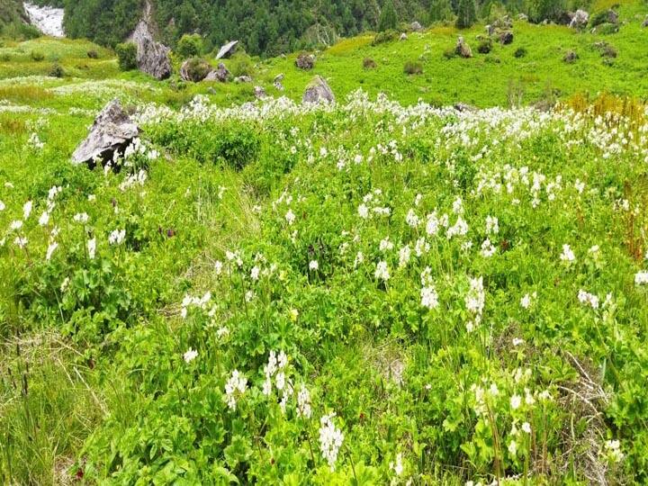 Valley of Flowers to be open for Tourist from Tomorrow Uttarakhand ann विश्व धरोहर फूलों की घाटी पर्यटकों के स्वागत के लिये तैयार, कल से कर सकेंगे दीदार