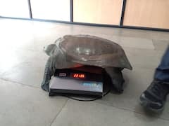 नागपुरातील रस्त्यावर आढळला 22 किलो वजनाचा दुर्मीळ कासव, पाहा फोटो