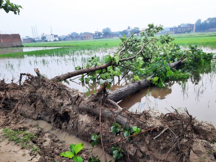 bihar weather Trees fell due to storm and heavy rain in Sitamadhi many families spent the night sitting together ann Bihar Weather: सीतामढ़ी में तेज आंधी-पानी से पेड़ गिरे, कई परिवार ने एक साथ बैठकर बिताई रात