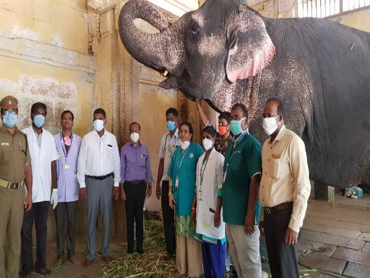 Construction work on the Meenakshi Temple Elephant Bathtub is about to begin மதுரை மீனாட்சியம்மன் கோயில் யானைக்கு  ‛ஸ்விம்மிங் பூல்’!