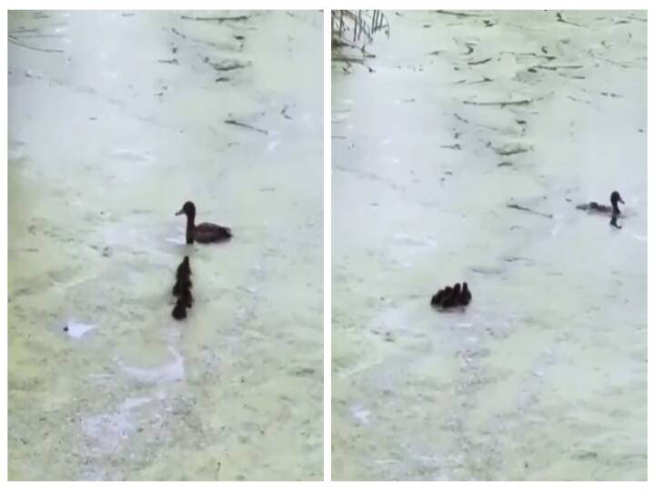 Video of Duck playing hide and seek with its ducklings goes viral in twitter குஞ்சுகளுடன் கண்ணாம்பூச்சி விளையாடும் வாத்து- வைரல் வீடியோ !
