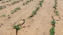 વરસાદ ખેંચાતા વધી સાબરકાંઠાના ખેડૂતોની ચિંતા, સરકાર પાસે શું કરી માંગ?