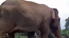 Meet the oldest elephant alive on the face of earth, Vatsala