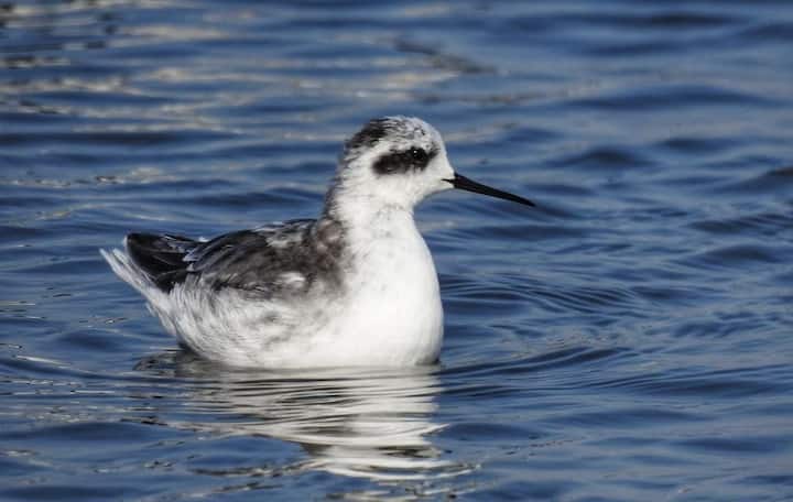 हजारो किलोमीटरचा प्रवास करत हे पक्षी विविध देशांत भ्रमंती करत असतात. थंडी कमी होताच पुन्हा हे पक्षी आपल्या मायदेशी परतण्यासाठी परतीचा प्रवास करतात.