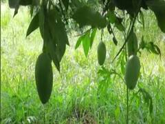 शहारनपुर: इस एक पेड़ पर लगते हैं 121 किस्म के आम, लोगों के बीच बना आकर्षण का केंद्र