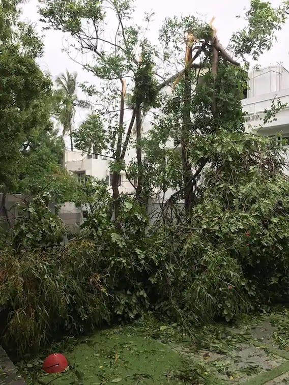 तस्वीर में आप देख सकते हैं उस तूफान में तमाम पेड़ गिर गए थे जिन्हे बाद में फिर से लगाया गया था. (Photo Credit: Soundarya Rajinikanth Twitter)