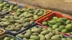 One tree and 121 varieties of mangoes: Here's the interesting report