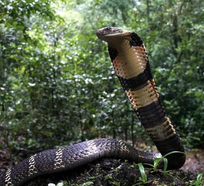 Kerala Zoo Keeper Dies Of King Cobra Bite, Attacked While Cleaning Snake's  Cage