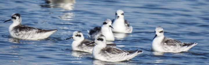 पालघर जिल्ह्याच्या किनारपट्टीवर आणि उथळ पाणथळ भागात दरवर्षी विविध देशी विदेशी पक्षी पाहायला मिळतात. साधारपणे थंडीच्या मोसमात अशा विदेशी पक्षांच्या स्थलांतराला सुरुवात होते.
