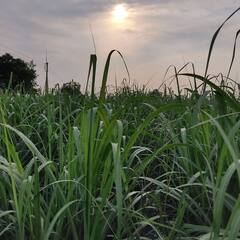 Maharashtra Krishi Day : 'लाखांचा पोशिंदा' अडचणीत; त्याला जगवलं पाहिजे
