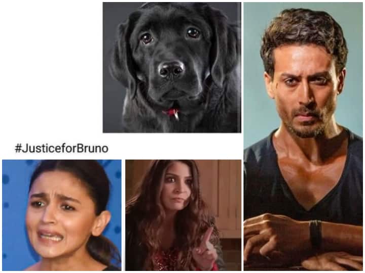 Justice For Bruno: Alia Bhatt, Anushka Sharma, Malaika Arora, Disha Patani & Others Demand Justice Dog Who Was Brutally Beaten To Death By 3 Youths In Kerala Justice For Bruno: Alia, Anushka, Malaika, Tiger Shroff & Others Demand Justice Dog Who Was Brutally Beaten To Death By 3 Youths In Kerala