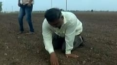 રાજકોટમાં ખેડૂતો થયા ચિંતીત, વાવણી બાદ વરસાદ ન વરસતા પાક સુકાવાની તૈયારીમાં