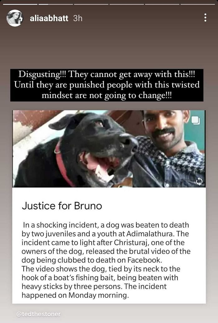 Justice For Bruno: Alia, Anushka, Malaika, Tiger Shroff & Others Demand Justice Dog Who Was Brutally Beaten To Death By 3 Youths In Kerala