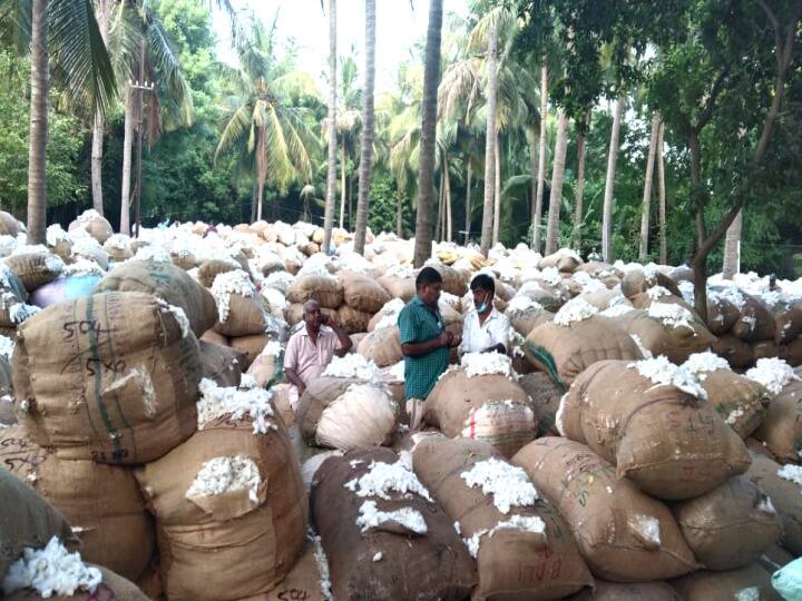 Farmers accused of underestimating the quality of cotton மயிலாடுதுறை: பருத்தி விலையைக் குறைத்து மதிப்பீடு செய்வதாக விவசாயிகள் குற்றச்சாட்டு..!