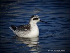 In Pics | उत्तर अमेरिकेच्या रेड नेक फॅलेरॉप पक्षाचे पालघरमध्ये दर्शन, पाहा फोटो