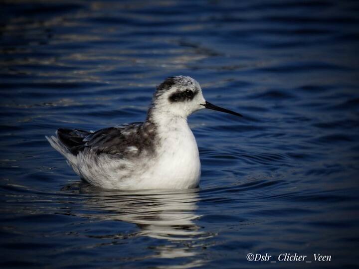 पालघर जिल्ह्याच्या किनारपट्टीवर आणि उथळ पाणथळ भागात दर वर्षी विविध देशी विदेशी पक्षी पाहायला मिळतात. साधारपणे थंडीच्या मोसमात  अशा विदेशी पक्षांच्या स्थलांतराला सुरुवात होते. ( फोटो क्रेडिट -  प्रवीण बाबरे, पक्षी निरीक्षक)