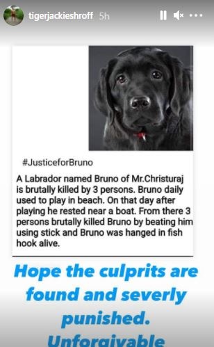 जस्टिस फॉर ब्रूनो: आलिया, अनुष्का, मलाइका, टाइगर श्रॉफ और अन्य ने मांगा न्याय कुत्ता जिसे केरल में 3 युवकों ने बेरहमी से पीट-पीट कर मार डाला