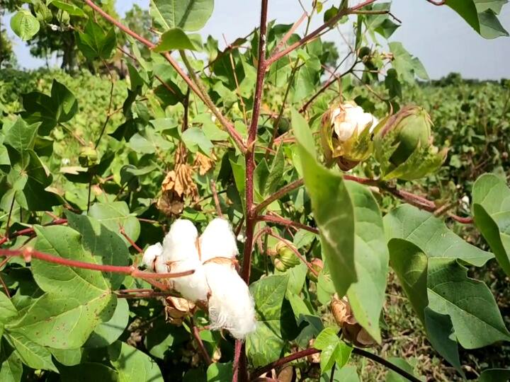 Maharashtra Cotton procurement will be started on the auspicious occasion of Diwali Cotton : राज्यात दिवाळीच्या शुभ मुहूर्तावर कापूस खरेदीचा शुभारंभ होणार, पणन महासंघाकडून घोषणा