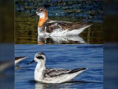 In Pics | उत्तर अमेरिकेच्या रेड नेक फॅलेरॉप पक्षाचे पालघरमध्ये दर्शन, पाहा फोटो