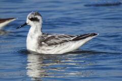 In Pics | उत्तर अमेरिकेच्या रेड नेक फॅलेरॉप पक्षाचे पालघरमध्ये दर्शन, पाहा फोटो