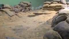 અમદાવાદનાં સાણંદમાં પ્રશાસનની ઘોર બેદરકારી, ગોડાઉનમાં પાણી ભરાતાં ડાંગરના પાકને નુકસાન