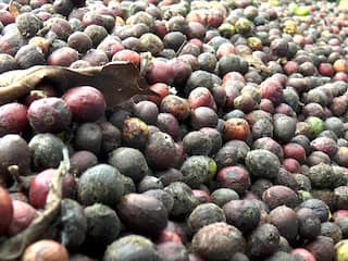 திண்டுக்கல் | நலிவடையும் காபி விவசாயம் : இடைத்தரகர்களால் நஷ்டம் ஏற்படுவதாக விவசாயிகள் வேதனை..!