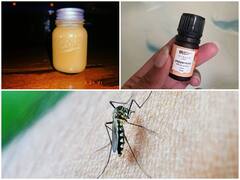 घर से कई तरह के कीड़े-मकोड़ों को बिना कीटनाशक इस्तेमाल किए भगाएं दूर, ये तेल करेंगे मदद