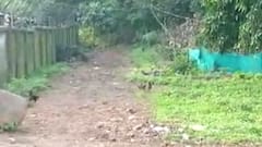 Yeoor Restrictions : येऊरच्या प्रतिबंधित क्षेत्रात नो एन्ट्री, चार बळी गेल्यानंतर प्रशासनाला जाग