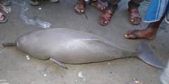 Coochbehar Dolphin : কোচবিহারে বিরল প্রজাতির ডলফিন ধরে পুলিশের জালে অভিযুক্ত, পলাতক এক