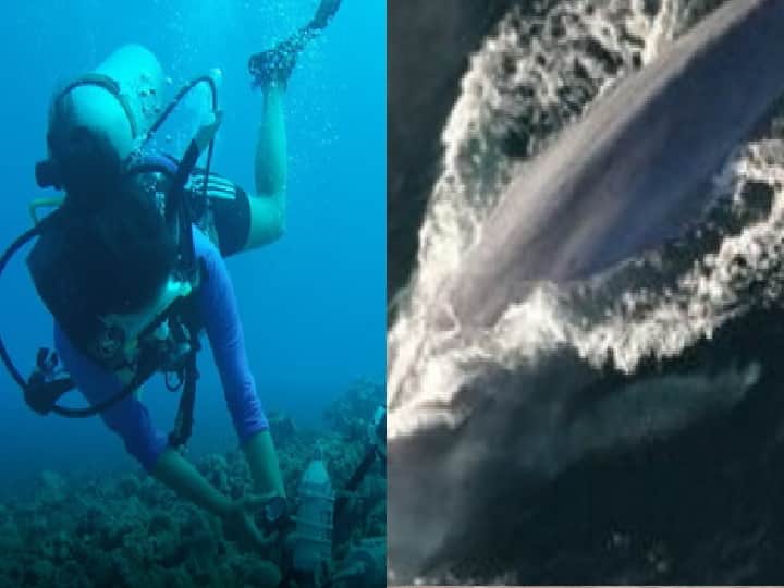 Blue Whales Discovered Endangered blue whales recorded off coast southwest India Blue Whale: देवमासा गाणं गातो! चकित झालात ना? पण हे खरंय, पुराव्यानिशी सिद्ध झालंय