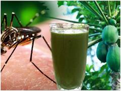 पपीते की पत्ती का जूस इन वजहों से करें इस्तेमाल, जानिए हैरतअंगेज फायदे और बनाने के तरीके