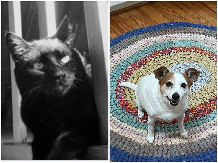 Cats more at risk of covid-19 infection than dogs: Study reveals कुत्तों की तुलना में बिल्लियों को कोविड-19 संक्रमण का ज्यादा खतरा, रिसर्च से हुआ खुलासा