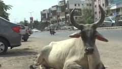 Mehsana: રખડતા ઢોરોનો વધ્યો આતંક, એક વર્ષમાં કેટલી અકસ્માતની ઘટનાઓ ઘટી?